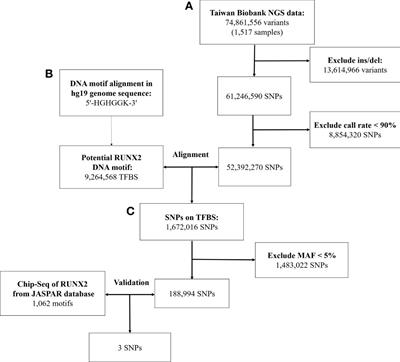 The Polymorphism at PLCB4 Promoter (rs6086746) Changes the Binding Affinity of RUNX2 and Affects Osteoporosis Susceptibility: An Analysis of Bioinformatics-Based Case-Control Study and Functional Validation